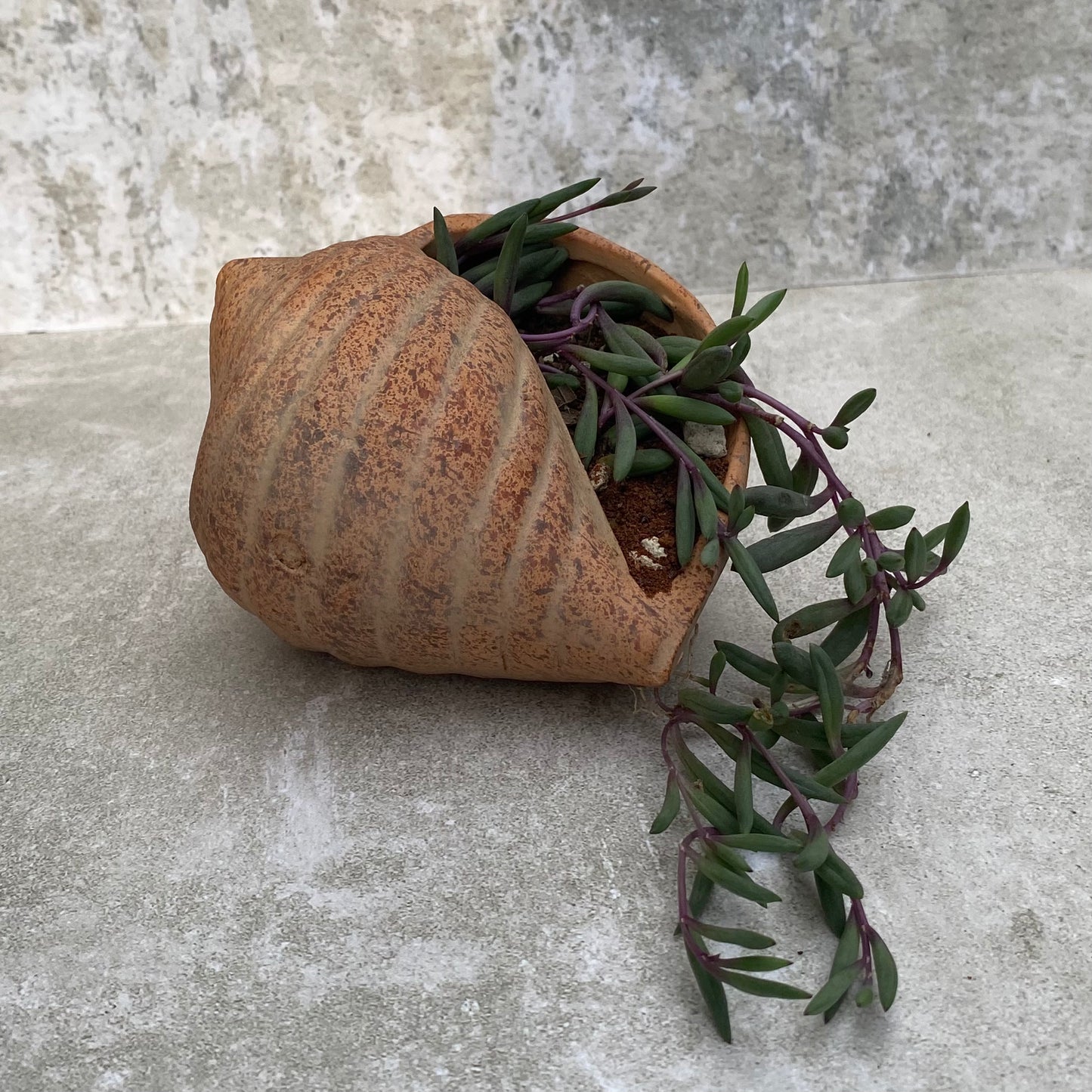 Maceta caracol