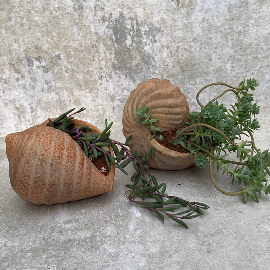 Maceta caracol